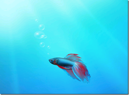 3d fish tank wallpaper. Windows 7 and the betta fish