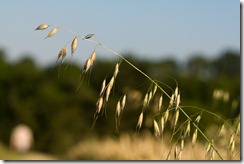 (c) Bertrand Le Roy 2011