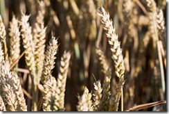 (c) Bertrand Le Roy 2010