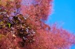 IMG_2300_85 IMG_2300_85