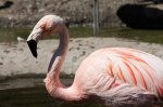 IMG_2346_85 IMG_2346_85